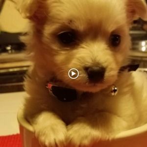 Meet your Posher, Bobbi